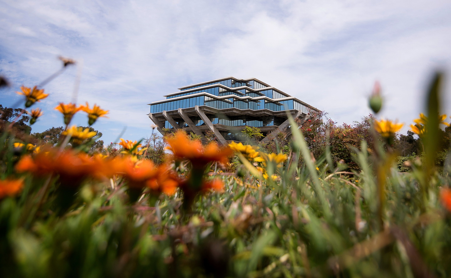 Geisel Library viewed across flowering campus landscaping.